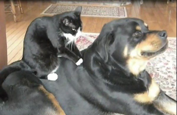 med_Miezes Hundemassage.jpg (600 x 390)